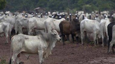 India News | Delhi: MCD Impounds 245 Stray Cattle, Seals 11 Illegal Dairies Across the City