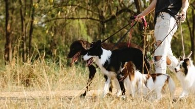 Health News |  Study: Walking Leashed Dog Connected to Increased Risk of Traumatic Brain Injury in Adults