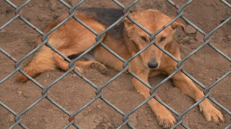 Bestiality Horror: US Woman Arrested for Filming Herself Having Sex With Male Dog, Sharing 'Extremely Graphic' Videos of Sexual Acts on Social Media