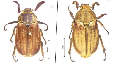 Two New Beetle Species Discovered in India After 127 Years, Check Pics and More Details Here