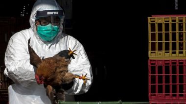 Bird Flu Outbreak in Denmark: 30,000 Chickens To Be Euthanised Amid H3N8 Spread