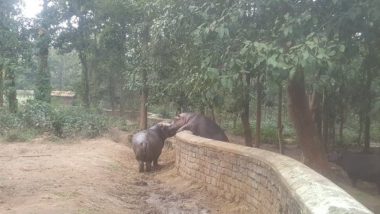 Soaring Mercury in Jharkhand: Air-Cooler, Seasonal Fruits, Multi-Vitamins for Animals at Birsa Zoo in Ranchi