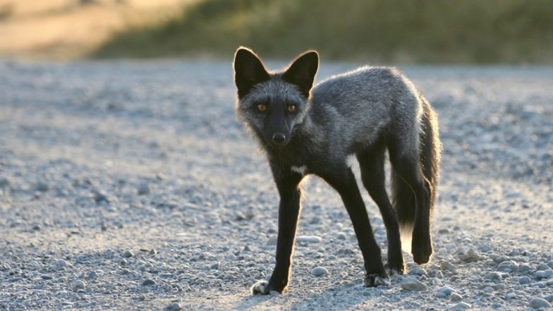 Rare Black Fox Spotted Roaming on Streets in South Wales, Experts Ask ...