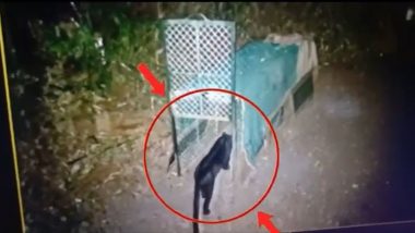 Black Panther Rescued From Balli Village in Goa Under Observation at Bondla Zoo (Watch Video)