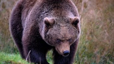 Bear Attack in Italy: Man Mauled to Death by Brown Bears While Jogging, Mutilated Body Found