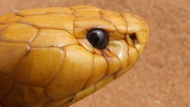 Cobra Onboard Plane! South African Pilot Forced To Make Emergency Landing After Deadly Snake Shows Up in Cockpit Mid-Flight