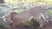 Namibian Cheetah &lsquo;Oban&rsquo; Moves Out of Kuno National Park Again, Spotted in Forest, 15 Km From Safe Zone (Watch Video)