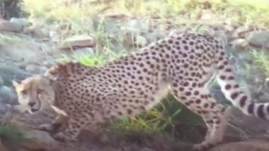 Namibian Cheetah ‘Oban’ Moves Out of Kuno National Park Again, Spotted in Forest, 15 Km From Safe Zone (Watch Video)