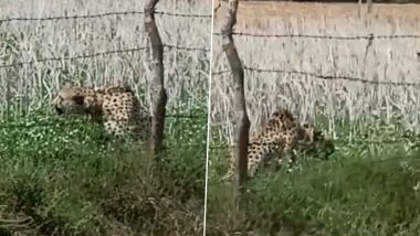 Cheetah 'Oban' Enters Jhar Baroda Village From Kuno National Park, Creates Panic Among Villagers (Watch Video)