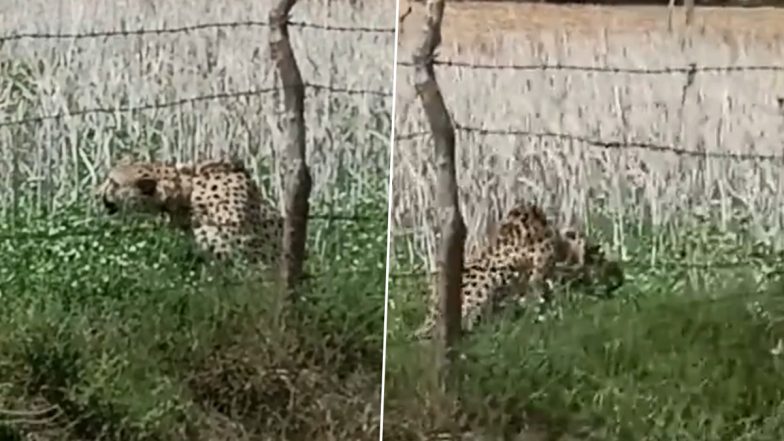 Cheetah Oban From Namibia Ventures Out of Kuno National Park, Enters Jhar Baroda Village in Vijaypur Leading To Panic Amongst Villagers (Watch Video)