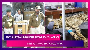 Uday, Cheetah Brought From South Africa, Dies At Kuno National Park In Madhya Pradesh; Second In A Month