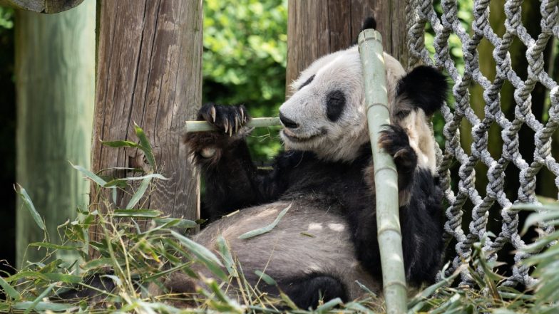 Ya Ya the Panda: China Welcomes Giant Panda Home After 20 Years in US (See Pics and Video)