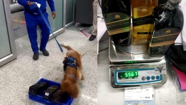 Cocaine in Whiskey Bottles: Tanzanian Arrested at Delhi Airport After Dog Squad K9 Detects Narcotic Substances in Baggage (Watch Video)