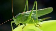 Canada Mother Feeds Crickets to Her Baby To Reduce Grocery Expenses and Ensure Child's Protein Intake