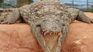 Crocodile Attack in Uttar Pradesh: Alligator Kills 35-Year-Old Farmer by Dragging Him Into Deep Water in Lakhimpur Kheri