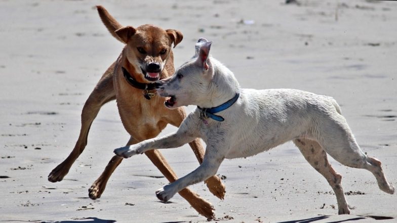 Delhi Stray Dog Menace Video: Woman Has Her Leg Fractured in Scary Dog Attack, CCTV Footage Goes Viral