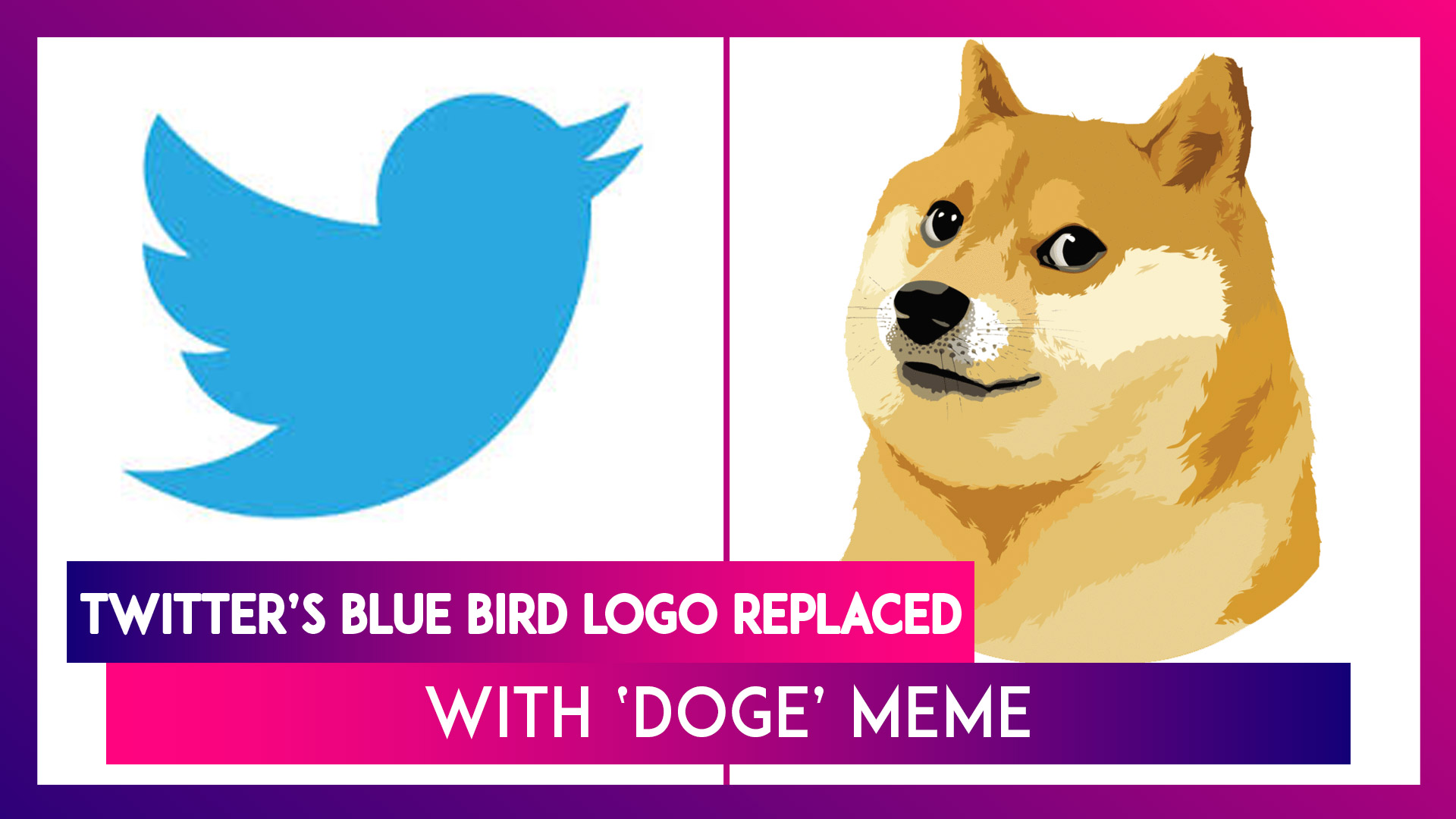 Elon Musk changed Twitter blue bird logo to the 'Doge' meme