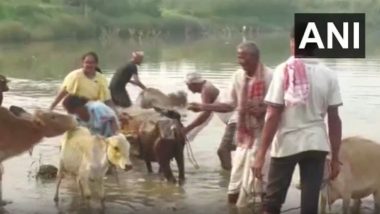 Rongali Bihu 2023 Celebration: People Across Assam Observe ‘Goru Bihu’ With Traditional Fervour (Watch Video)