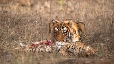 Tiger Kills, Eats Leopard At Ranthambore National Park, Viral Pics Surface