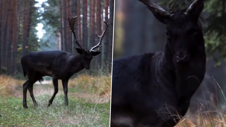 Black Fallow Deer Seen in Poland’s Baryczy Valley in Rare Sighting, Viral Video Surfaces