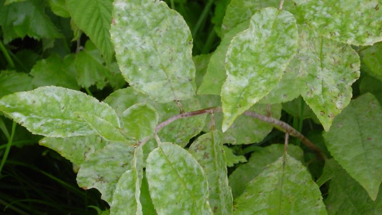Killer Plant Fungus Chondrostereum Purpureum Infects Kolkata Reasearcher, Likely To Be World's First Human Case; All You Need To Know