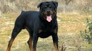 Dog Attack in Italy: Woman Mauled to Death By Brother&rsquo;s Rottweiler While Trying to Feed It in Ventimiglia