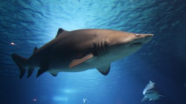 Shark Attack in Australia: Elderly Man Punches Shark in Head to Escape After Six-Foot Monster Attacks Him While Snorkelling Off Yallingup Coast