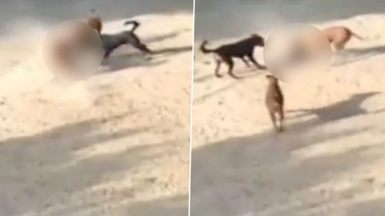 Dog Attack in Ahmedabad: Three-Month-Old Baby Lifted From Cradle, Dragged and Attacked by Pack of Stray Dogs in Juhapura; CCTV Footage of Horrific Incident Surfaces