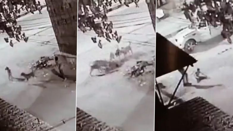 Dog Attack in Karnataka: Boy Attacked by Pack of Stray Dogs in Kolar, CCTV Video Captures Horrific Incident