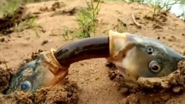 ‘Monster Fish’ Exchanging an Eel Meal? Here’s a Fact Check of the Old Video Going Viral Again