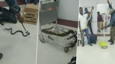 Tamil Nadu: 22 Snakes and One Chameleon Seized From Female Passenger At Chennai Airport (Watch Video)