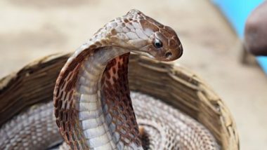 Indian Cobra Found Lying Motionless in Narrow Lane Outside Delhi House, NGO Team Rescues the Snake