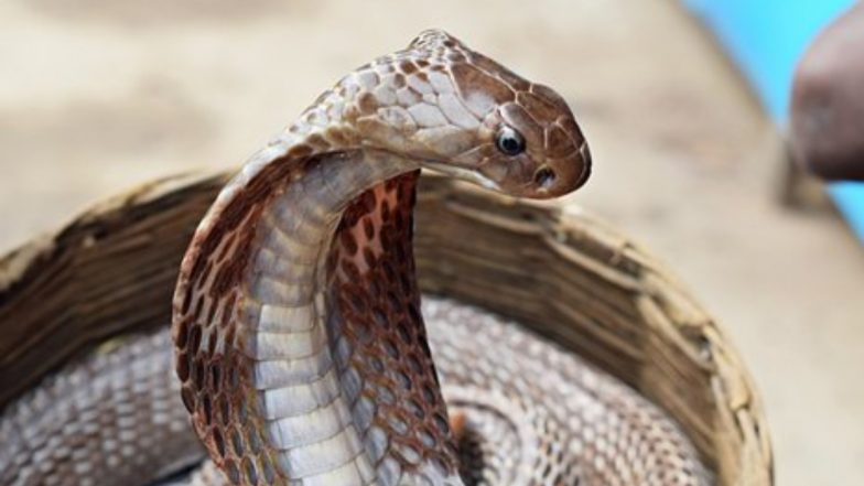 Snake Attack in Karnataka Video: Girl Narrowly Escapes Being Bitten by Cobra on Doorstep in Belagavi