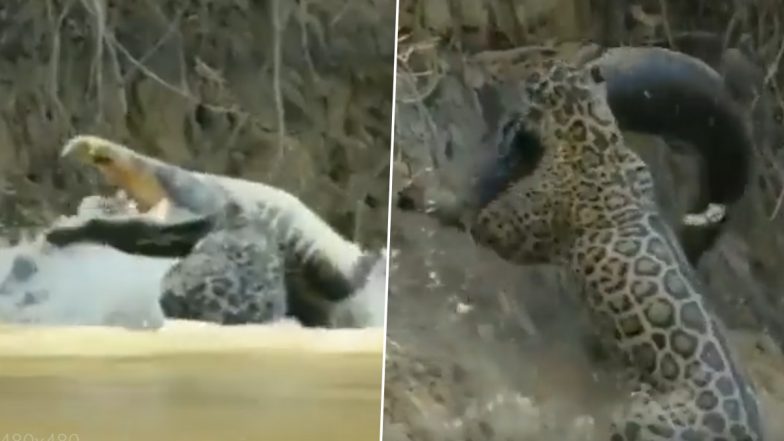 Leopard Attacks Crocodile, Drags Reptile Like a Fish Out of Water Body Into the Forest, Old Video Goes Viral Once Again