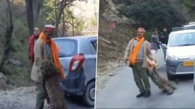 Leopard Plays With Man on Busy Road Stopping Traffic! Video of 'Random Encounter' of Big Cat Goes Viral