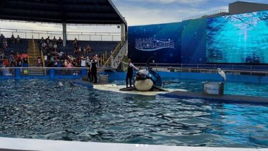 Freedom! Lolita the Killer Whale of Miami Seaquarium To Be Finally Free After 50 Years in Captivity