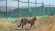 Mating Kills Cheetah Daksha! Female Cheetah, Brought From South Africa to India, Dies in Kuno National Park Likely From Courtship Injuries