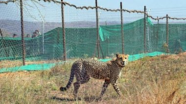 Madhya Pradesh: One More Cheetah Released Into Wild in Kuno National Park; Count Reaches Seven