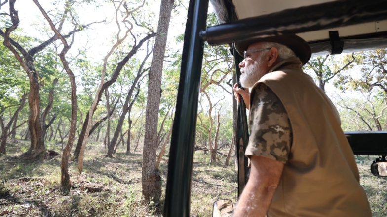 Tiger Population in India in 2022 Was 3,167, Reveals Latest Census Data Released by PM Narendra Modi