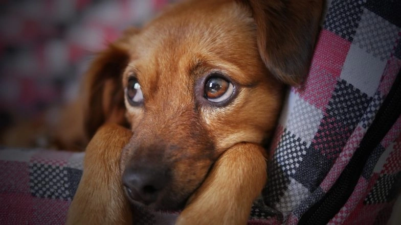 Animal Cruelty in Tamil Nadu: FIR Filed Against Woman for Smashing Puppies Against Wall In Tiruchirappalli