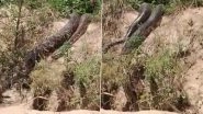 Giant Python Spotted in Hapur: Viral Video Shows Huge Snake Coming Out of Forest Area in Uttar Pradesh, Leaving Locals Terrified