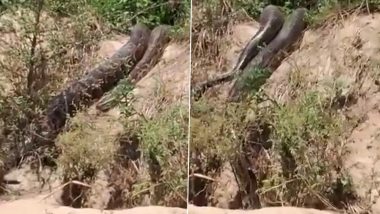 Giant Python Spotted in Hapur: Viral Video Shows Huge Snake Coming Out of Forest Area in Uttar Pradesh, Leaving Locals Terrified