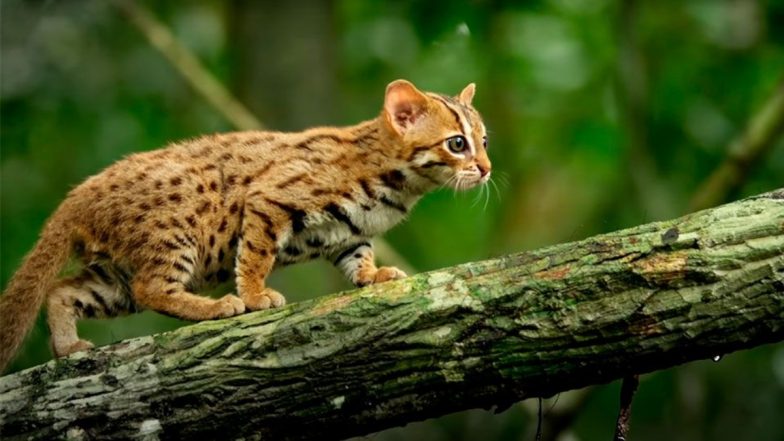 Rusty-Spotted Cat Reunited With Her Kittens After Getting Separated in Sugarcane Field in UP Village