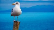 UK Man, Who Was Caught on Camera Performing Sex Act on Seagull While Watching Porn, Pleads Guilty: Report