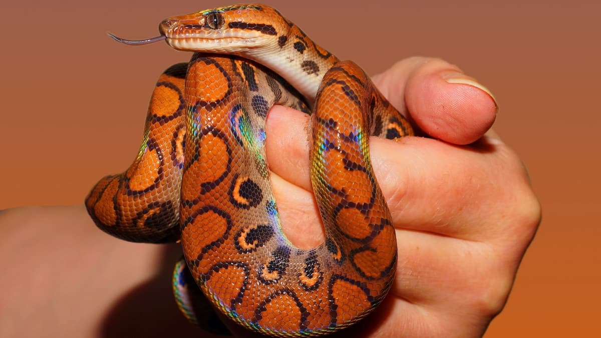 South African Pilot Faces 'Snakes On A Plane' Moment With Cobra In Cockpit