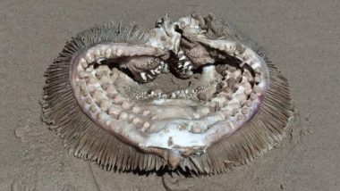 Alien Remains Found on Texas Beach? Massive Sharp-Toothed 'Mystery' Sea Creature Washes Up on Shore at Bolivar Peninsula (See Pic)