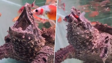 Video of Alligator Snapping Turtle Is Too Scary for Words!