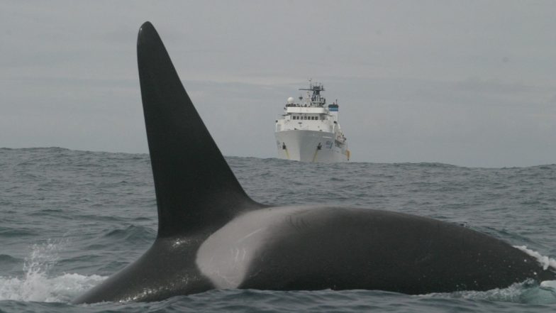 Angry Whale Destroys Two Large Ships in the Atlantic Ocean? Viral Video Is Part of the AI-Generated Movie Scene