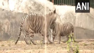White Tiger Cubs Released by Union Minister Bhupender Yadav at National Zoological Park Arena in Delhi (Watch Video)