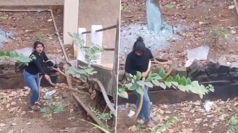 Fearless Woman Catches Two Huge Snakes With Bare Hands, Video Goes Viral